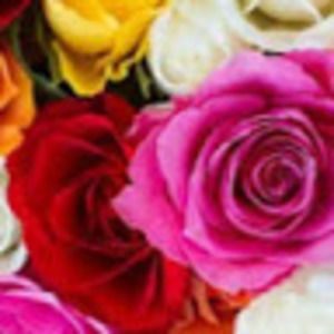 Meet your Posher, Anne